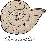 Ammonite Shellfish Fossil