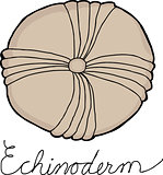 Echinoderm Fossil