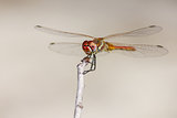 The Red-veined Dropwing, Trithemis arteriosa