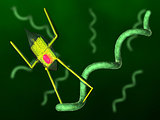 Nanobot and bacteria