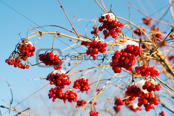 Viburnum berries in snow on  sunny day