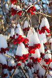Viburnum berries in snow on  sunny day