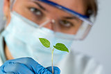 scientist and green plant