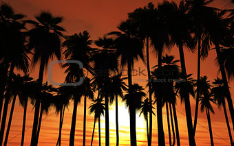Sunset palm trees
