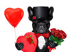 valentines groom dog