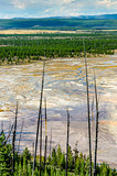 Landscape view of Grand Prismatic area with dry trees, Yellowsto