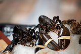 Lobsters at farmers market