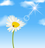 Chamomile flower and blue sky with clouds