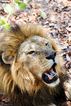 Portrait of Lion with open mouth shoving big teeth. 