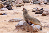 portrait of Brown fur seal - sea lions in Namibia