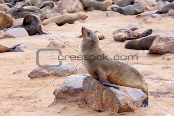 portrait of Brown fur seal - sea lions in Namibia