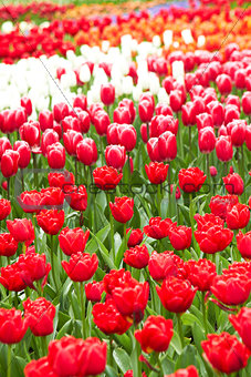 Red and pink Tulips in Keukenhof Flower Garden,The Netherlands