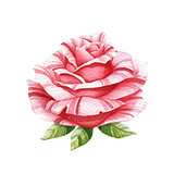 Pink watercolor rose