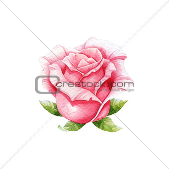 Pink watercolor rose