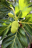 macro fruit jackfruit