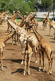 beautiful giraffes in the park