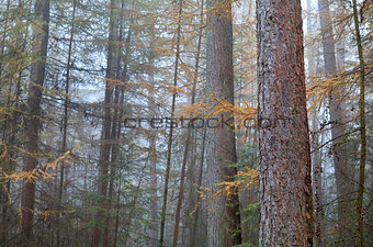 larch misty forest in autumn