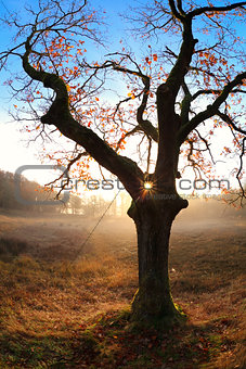gold sunrise behind oak tree