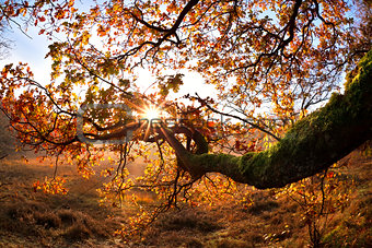 sunrise beams through oak branhces