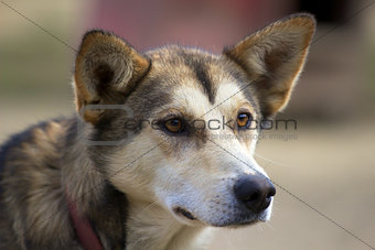 Head of Alaskan husky with ears pricked up looking sideways