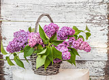 lilac in basket