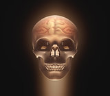 Brain Skull