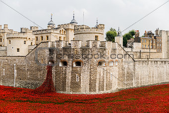 Red poppies in the moat of the Tower of London