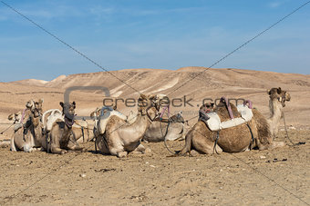 Camels in Judean desert, Israel
