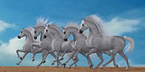 Arabian Horse Herd