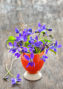 Viola cornuta flowers