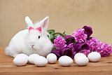 Spring simbols - white bunny waiting for easter