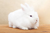 Cute white rabbit on wooden surface