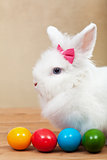 Cute bunny with colorful easter eggs