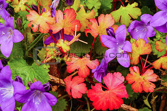 Colored flowers and leaves in Autumn