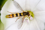 Hoverfly on a flower