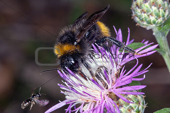 Bombus bee on a flower
