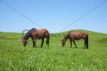 two horses grazing
