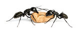 Two Carpenter ants, Camponotus vagus, carrying an egg