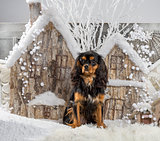 Cavalier King Charles Spaniel in front of a Christmas scenery