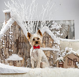 Yorkshire terrier in front of a Christmas scenery