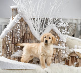 Golden Retriever in front of a Christmas scenery