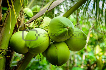 Coconut Palm Tree, tropical fruit for healthy eating