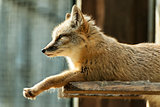 sitting fox