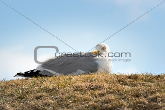 Sitting seagull