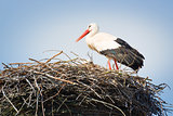 stork in nest