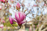 close-up of blooming magnolia