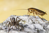 The German cockroach and Ground wolf-spider