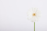 Beautiful white daisy on white