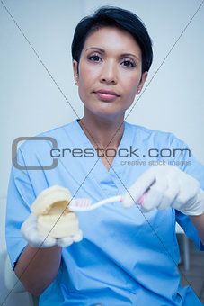 Dentist holding mouth model and toothbrush
