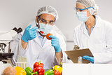 Food scientist injecting a tomato